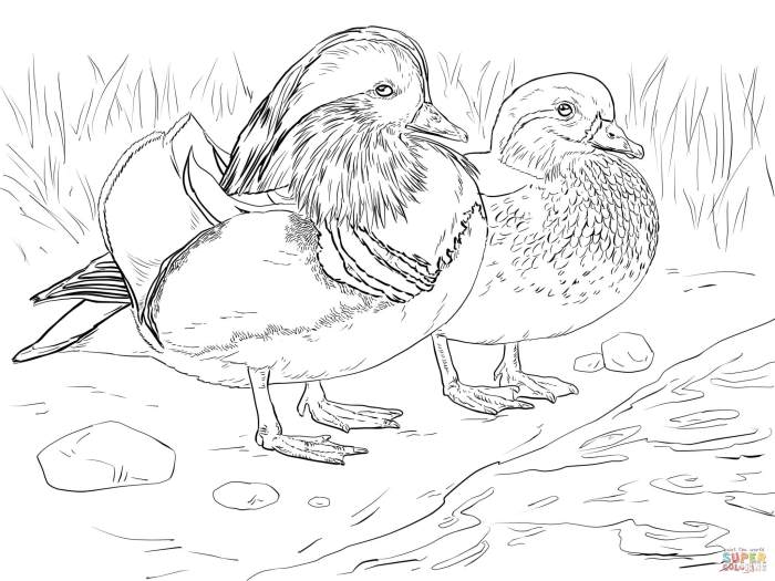 Coloring pages ducks