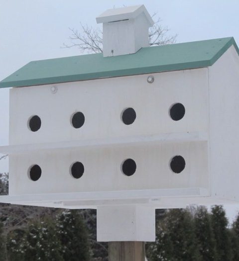 Purple martin house design