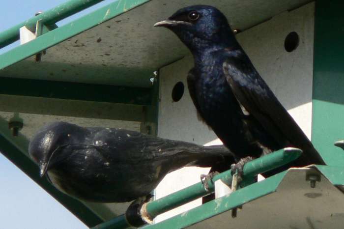 Purple martins martin attract garden guardian bryan park their attracting living green types virily boomermagazine male insect control