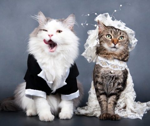 Cat in a wedding dress