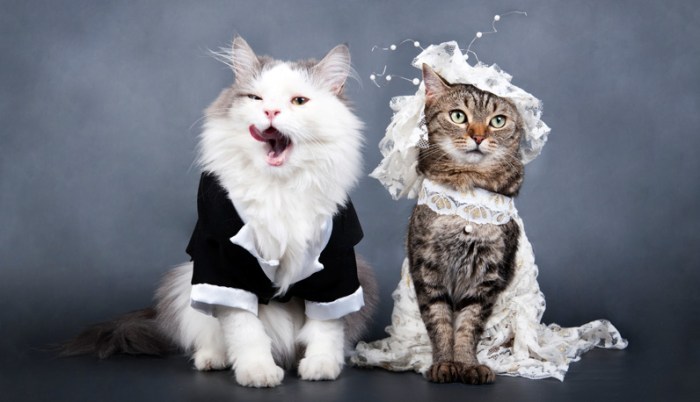 Cat in a wedding dress