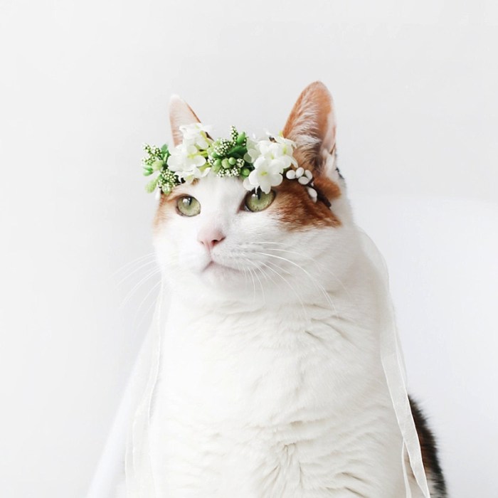 Cat in a wedding dress